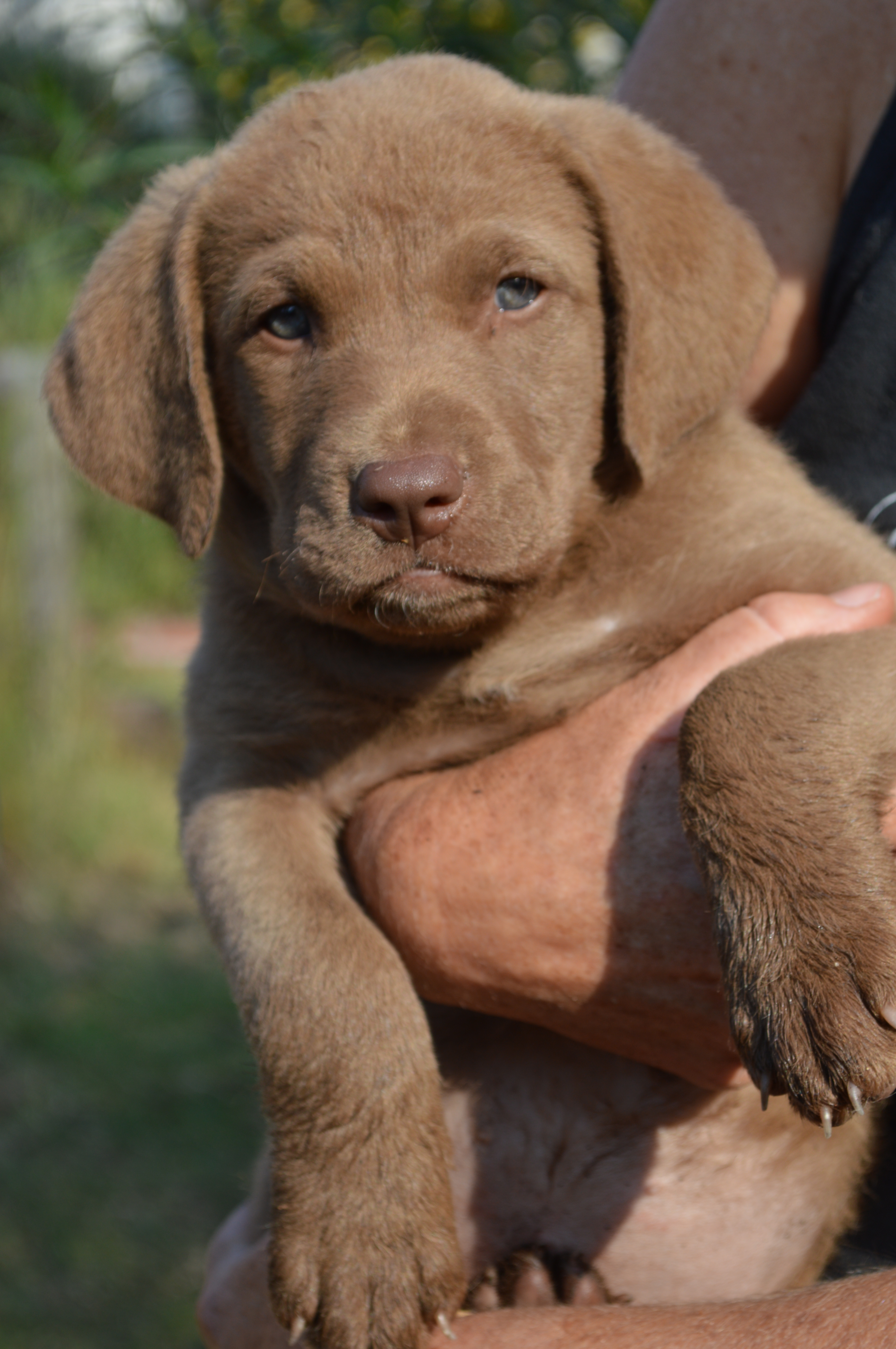 Central California Chesapeake Bay Retrievers Chesapeake Bay Retriever Puppies for sale in California