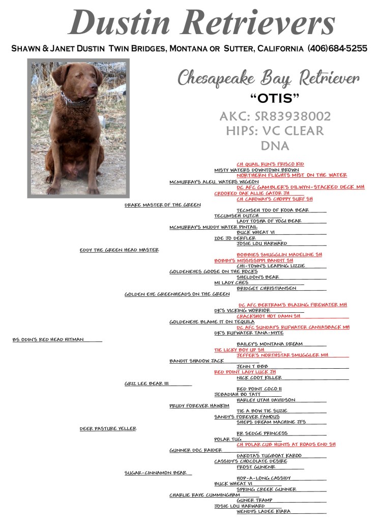 Otis the sire is from Dustin's Retrievers in Montana.
