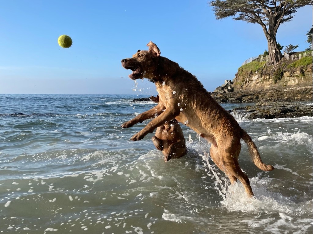 Poppy the bitch loves playing in the ocean and fetching tennis balls in California.